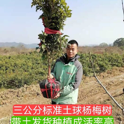 靖州县杨梅树  富康园林基地直销