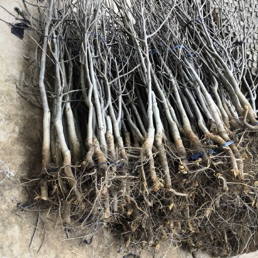 薄皮核桃苗 产地直销自产自销薄皮短枝核桃苗木 自产自销现货直