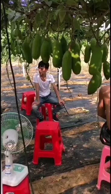 九月黄苗  九月黄果苗，两年苗