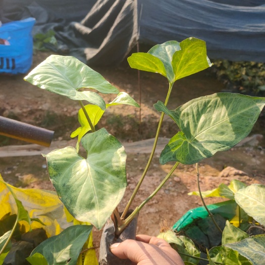 漳浦县绿精灵合果芋盆栽  合果芋，白蝴蝶
