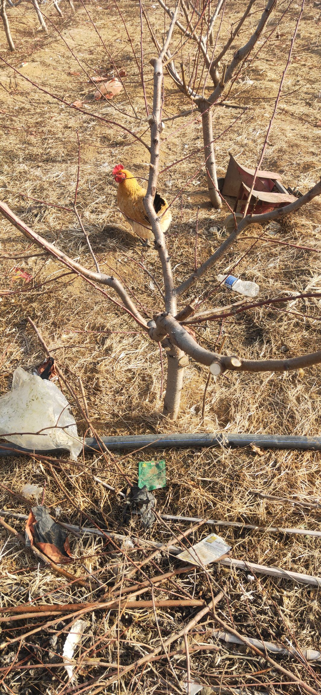 锦绣黄桃苗  占地桃树苗，果树苗，绿化树苗