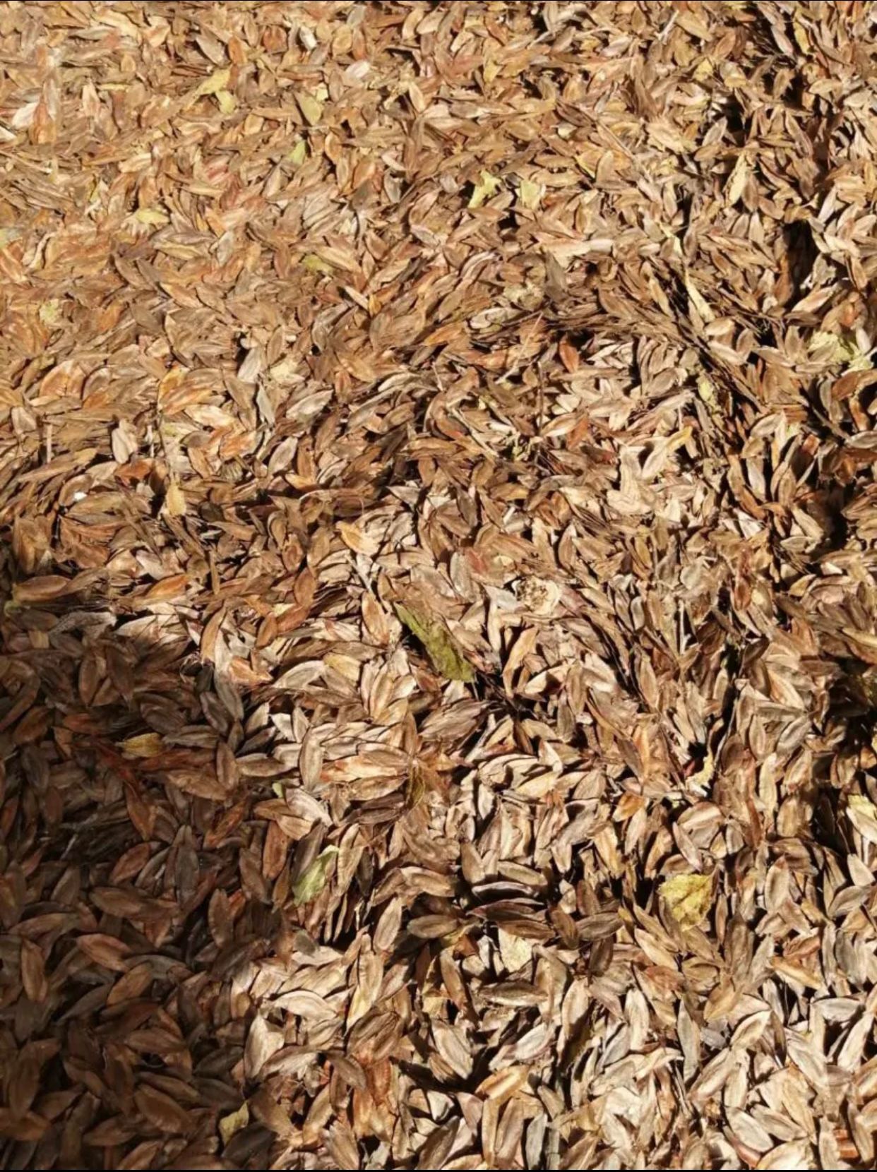 杜仲种子  杜种种子纯新货，北方树种，发芽率高，免费提供催芽播种技术