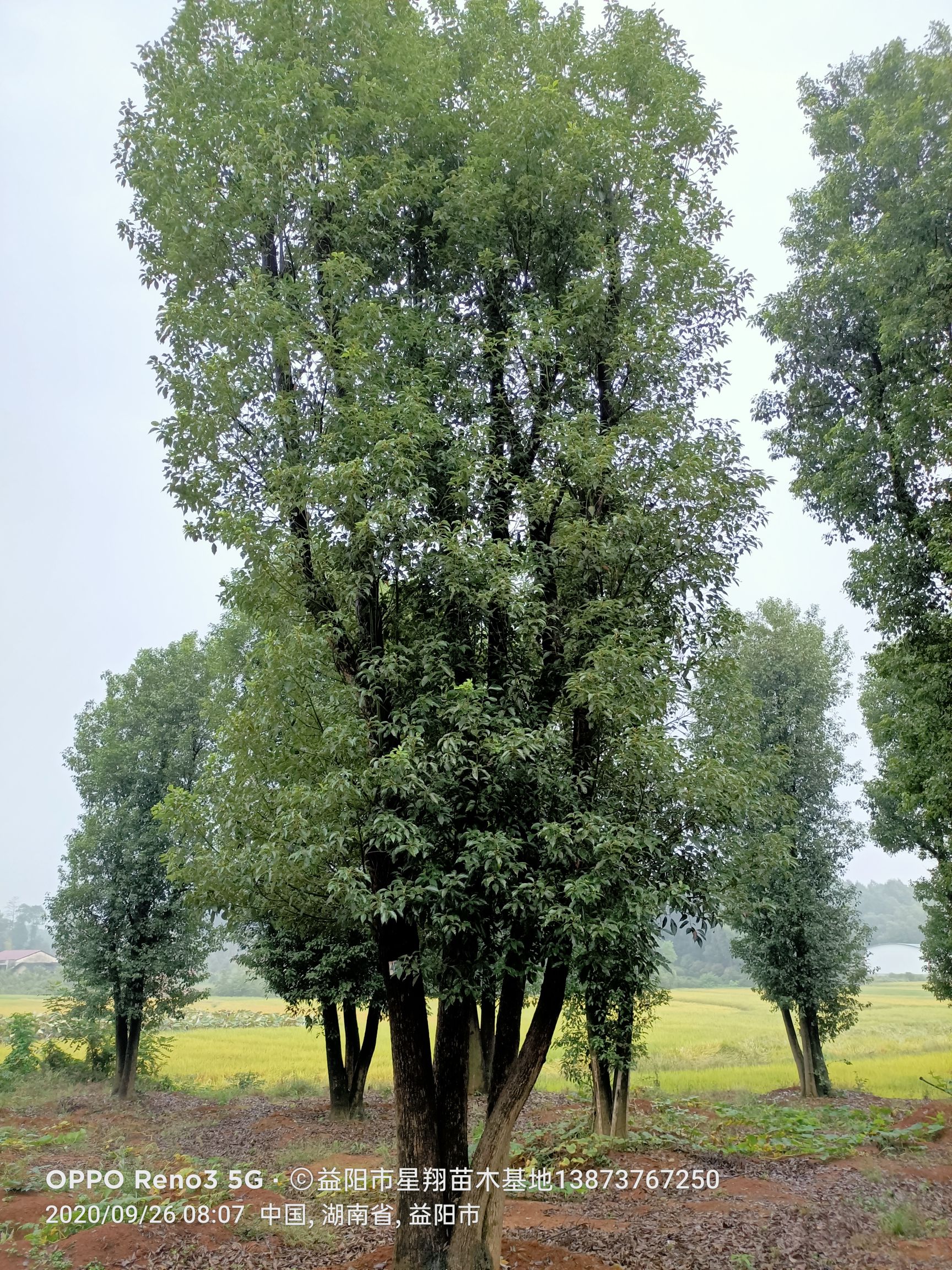 从生香樟，多杆香樟，自己苗圃，基地直销，一手货源