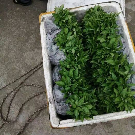 醴陵市线椒苗  大量批发辣椒苗直销，欢迎大家前来选购
