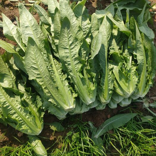 晋江市纯香油麦菜 油麦菜靓货大量出货
