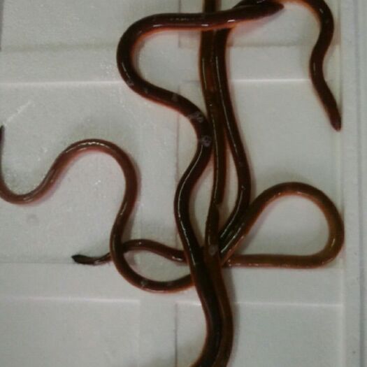 广州血鳗 6-10cm 鲜活水产 0.5-0.6公斤 