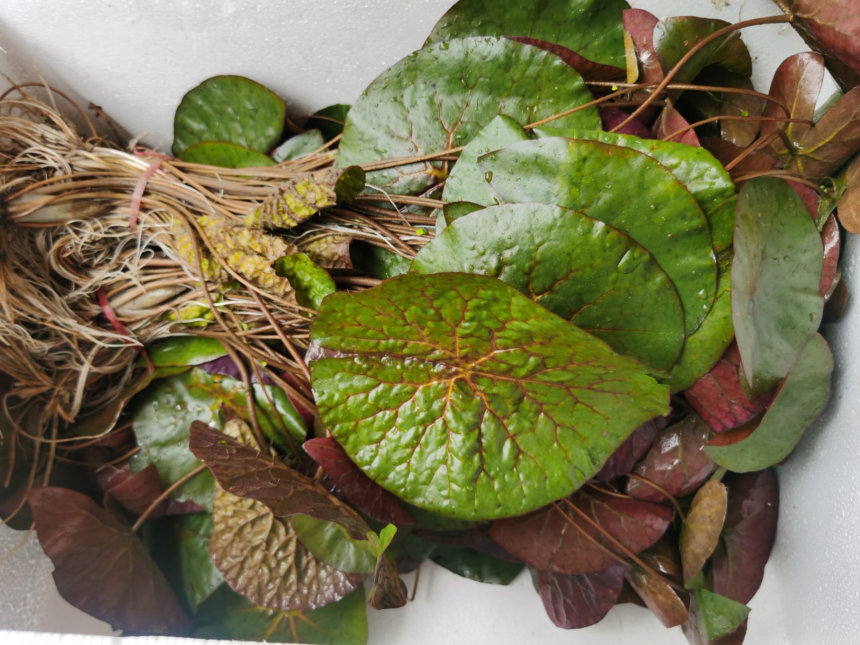 鸡头米苏芡米芡实米鲜鸡头米鲜苏芡鲜鸡头米