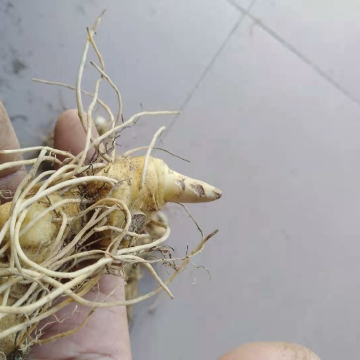 赣州姜形黄精 块 