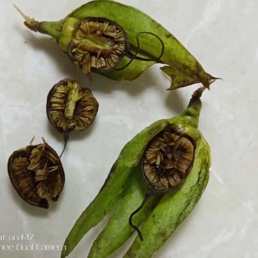 河口县红根野蚕豆种子  红根野蚕豆根，云南特有中药材