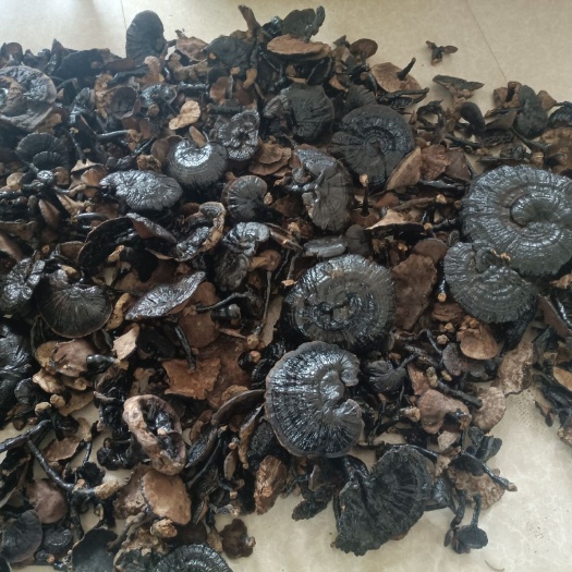 巴马县灵芝