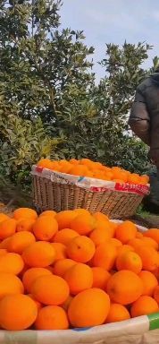 宜昌金秋砂糖桔 一级果 