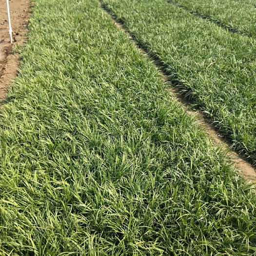 青州市麦冬草