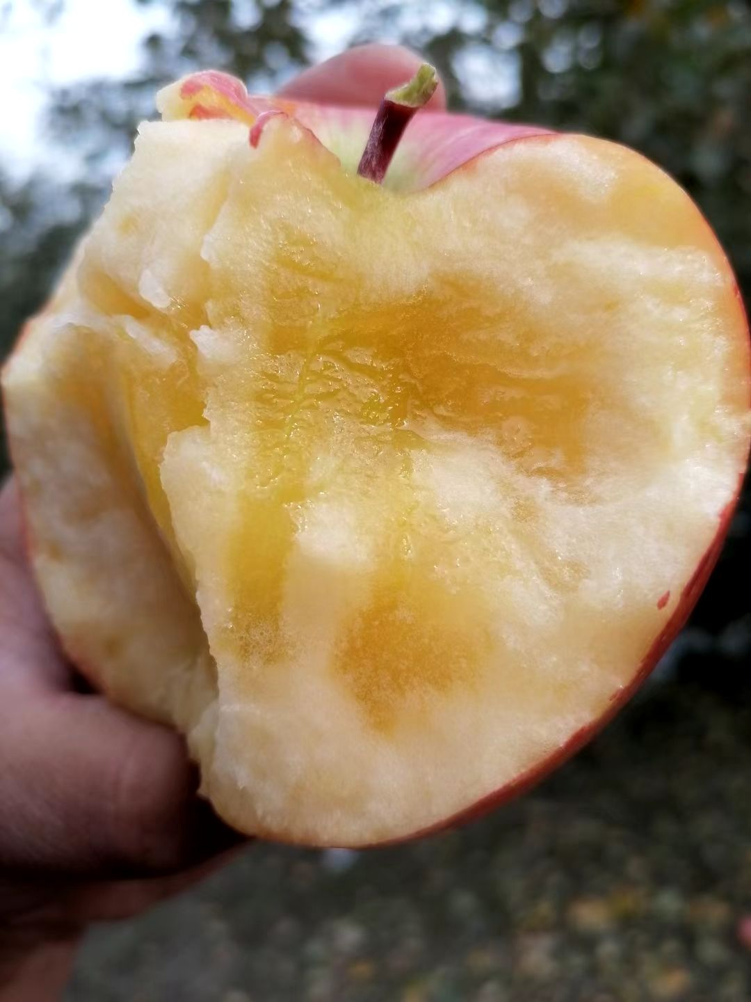 红富士苹果  阿克苏冰糖心苹果 家庭装