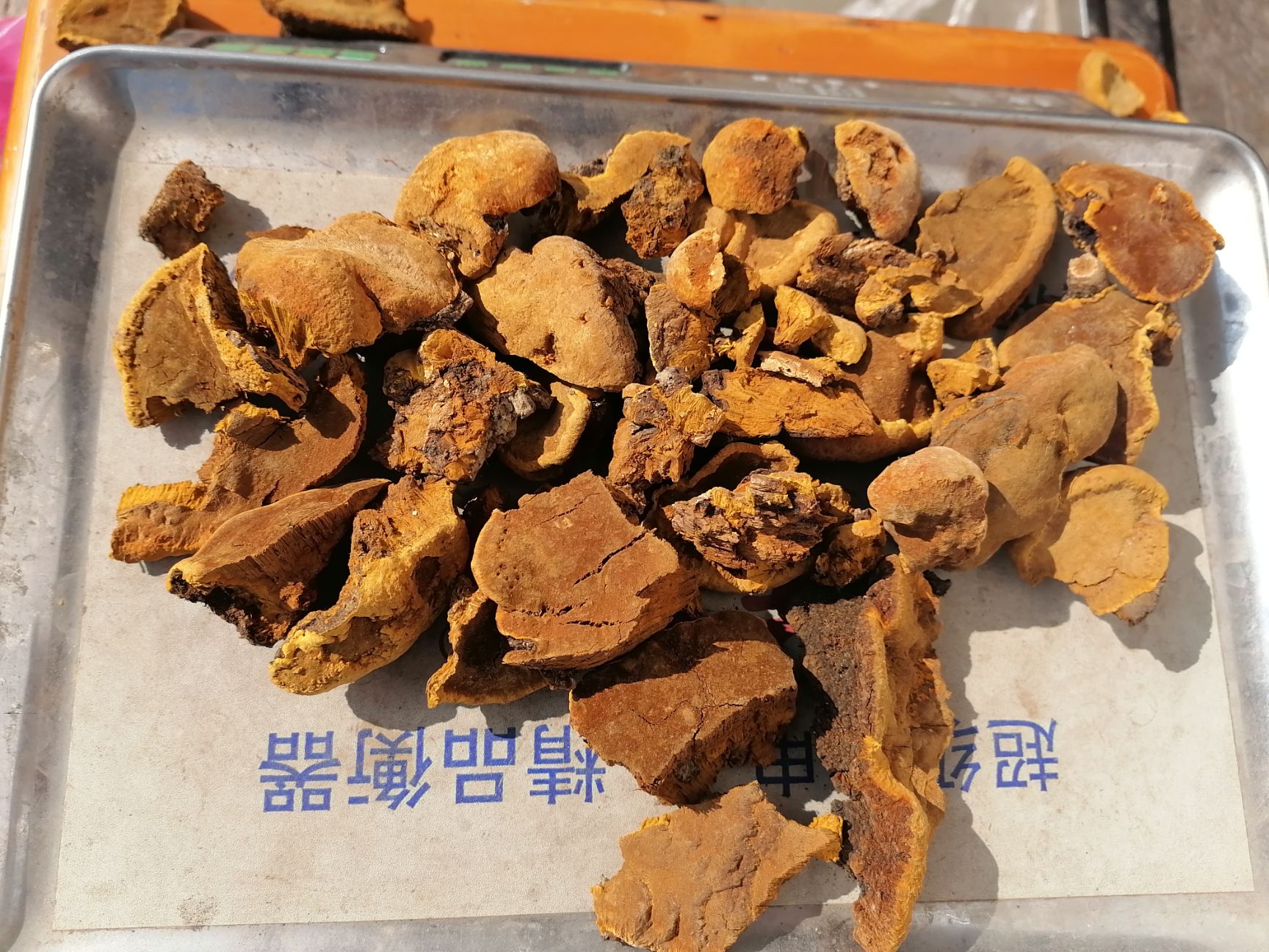桑树桑黄