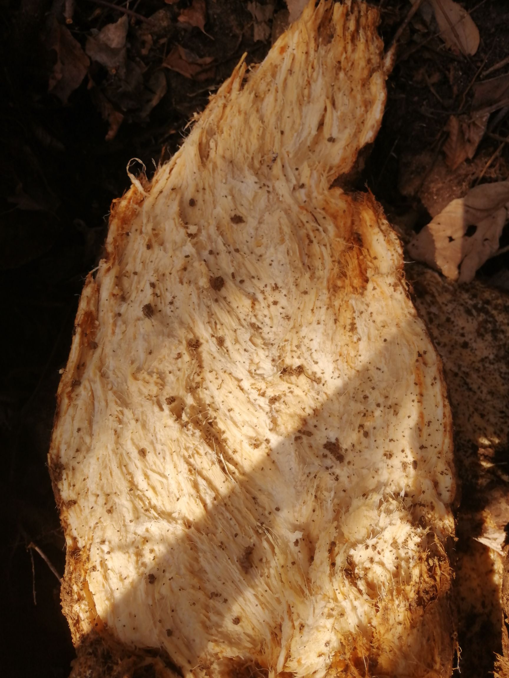 干葛根 葛根