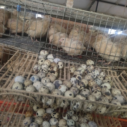 晋州市白羽鹌鹑蛋 新鲜鹌鹑蛋便宜卖了，