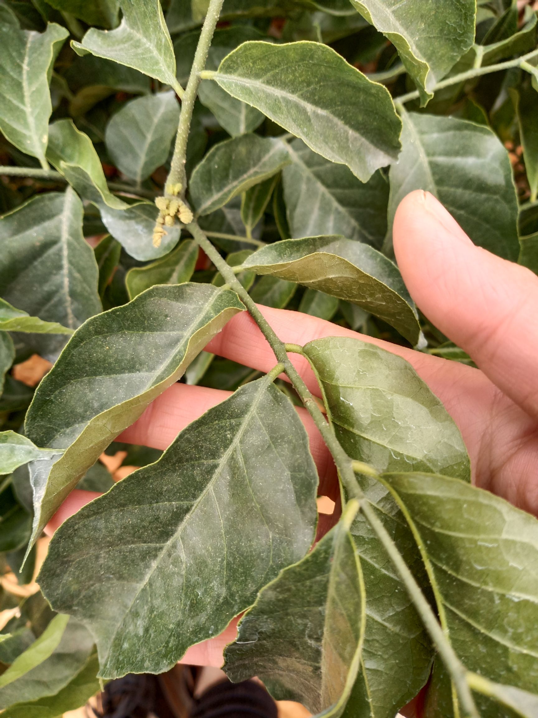 贵妃黄皮果苗  新品种贵妃黄皮苗  嫁接苗  超级高产 种植当年挂果