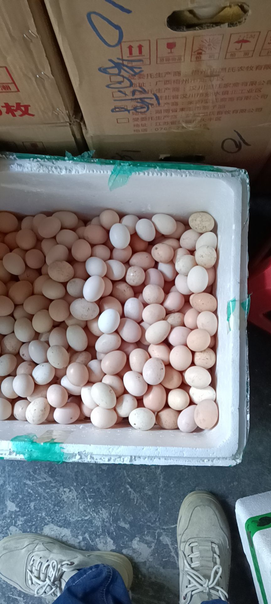 放养土鸡蛋，粉蛋，小鸡蛋。初生蛋。