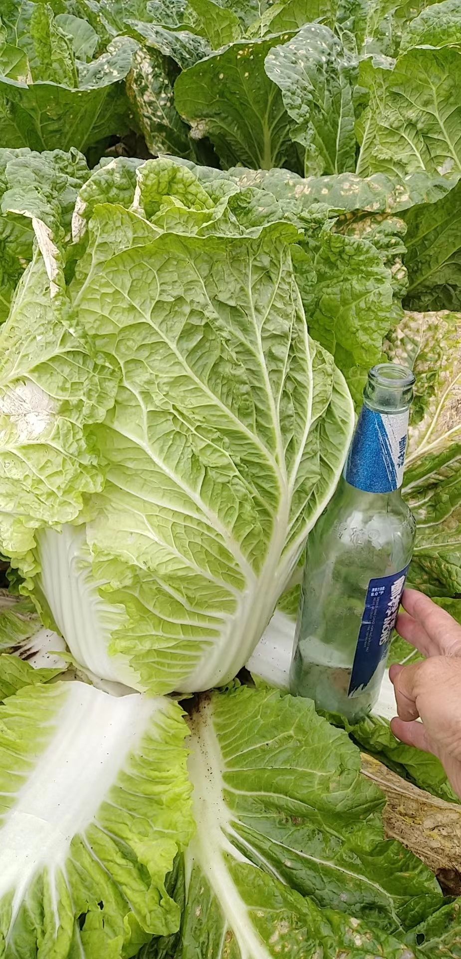 青杂三号、黄心白菜、矮颗菜，基地直供！市场、加工厂、超市