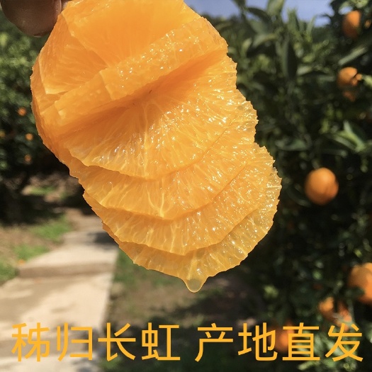 秭归县长红脐橙 秭归脐橙长虹橙子新鲜水果当季现摘现发整箱10斤纽荷