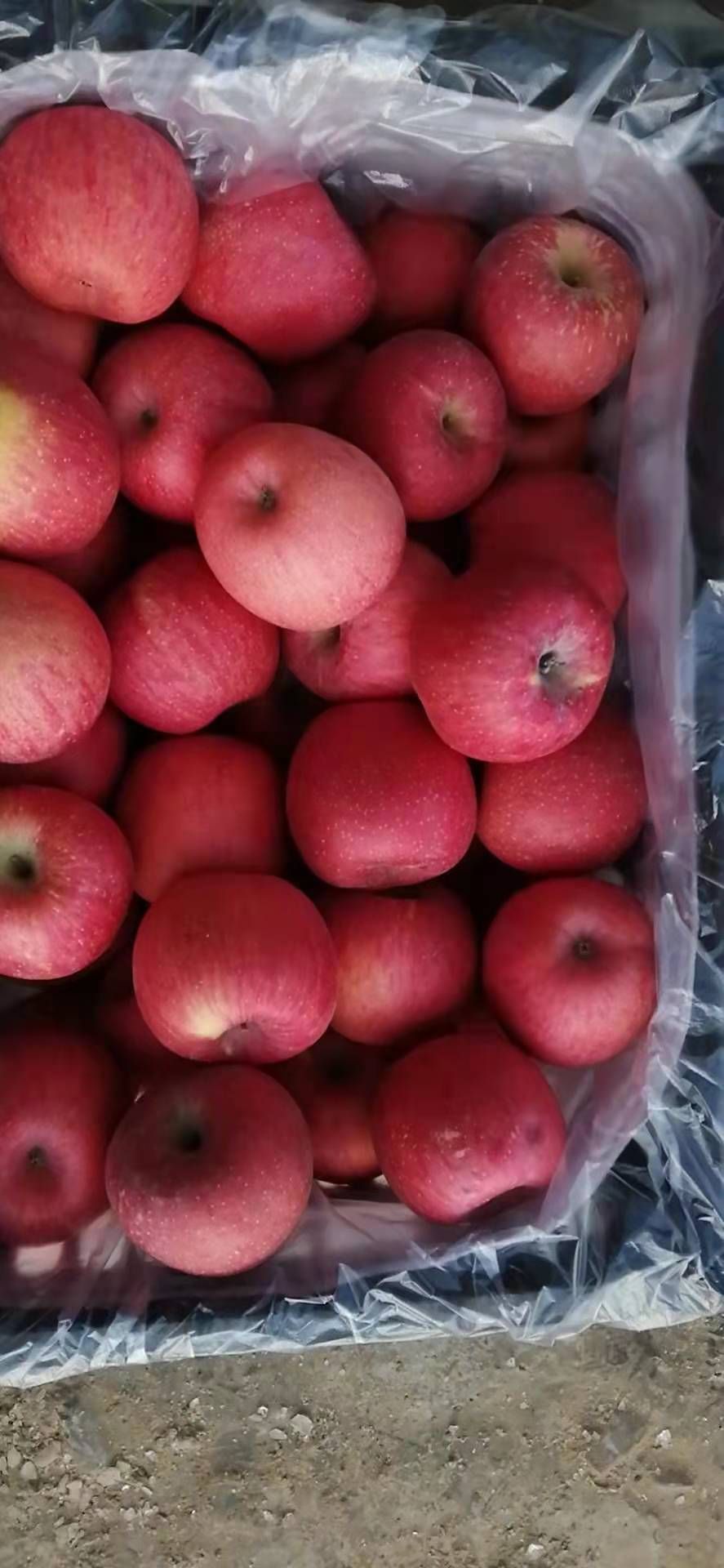 红富士苹果 纸袋 条红 一级果 