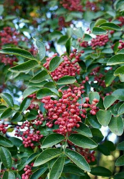 遵化市十里香花椒 一级 干花椒 