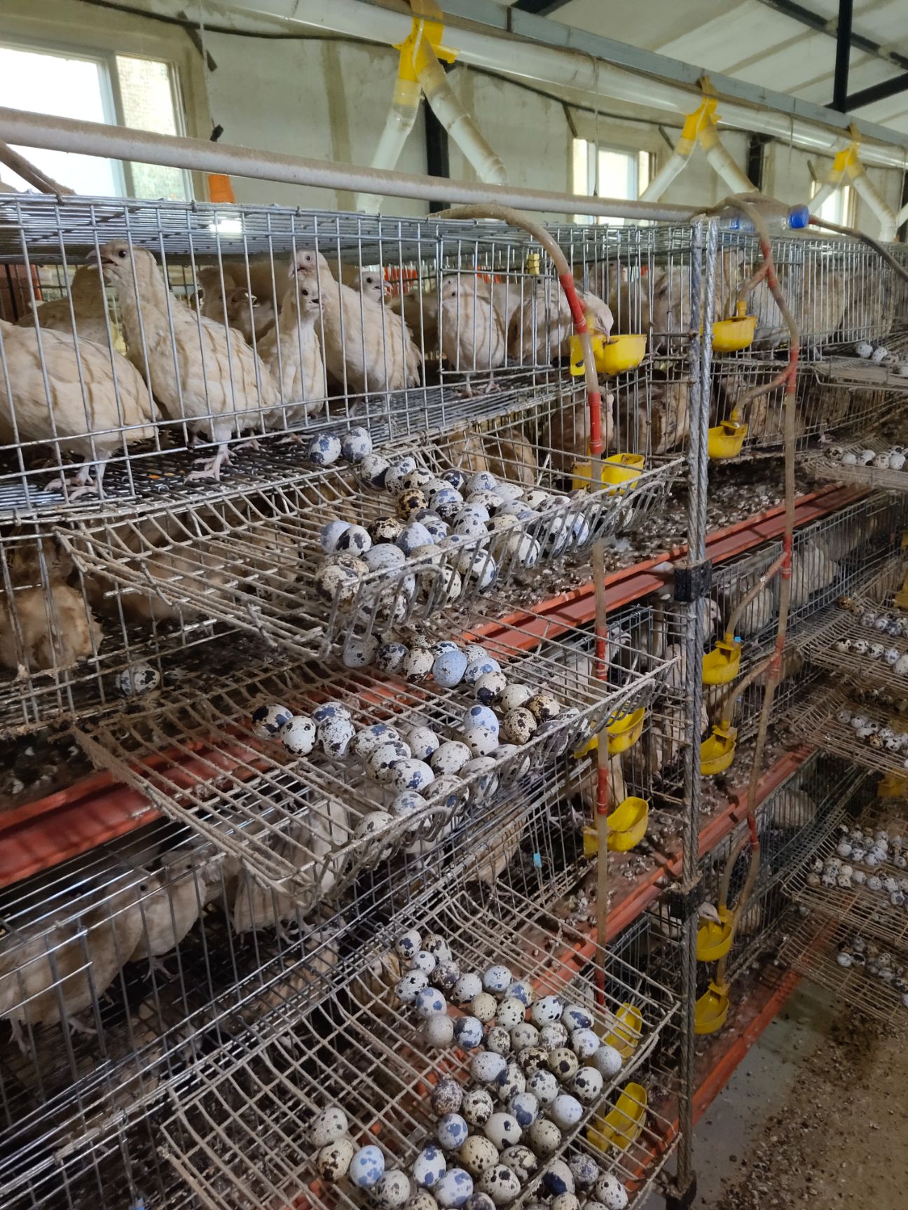 黄羽鹌鹑蛋 每天供应1000斤新鲜鹌鹑蛋，价格便宜，需要联系我