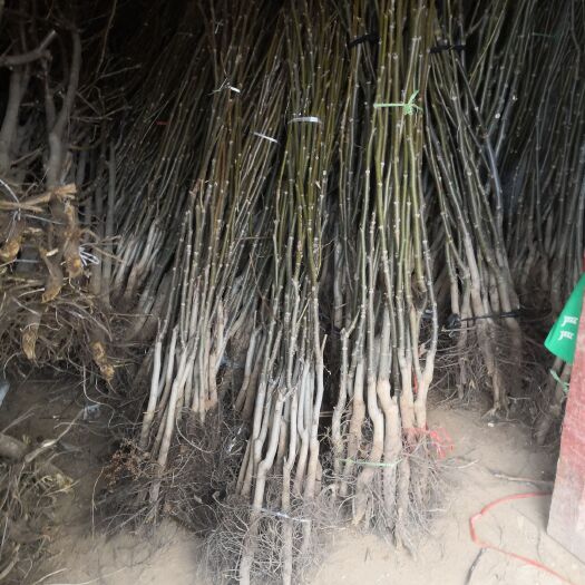 灵宝市薄皮核桃苗  核桃苗木产地直销自产自销低价倾销低价批发现货直供