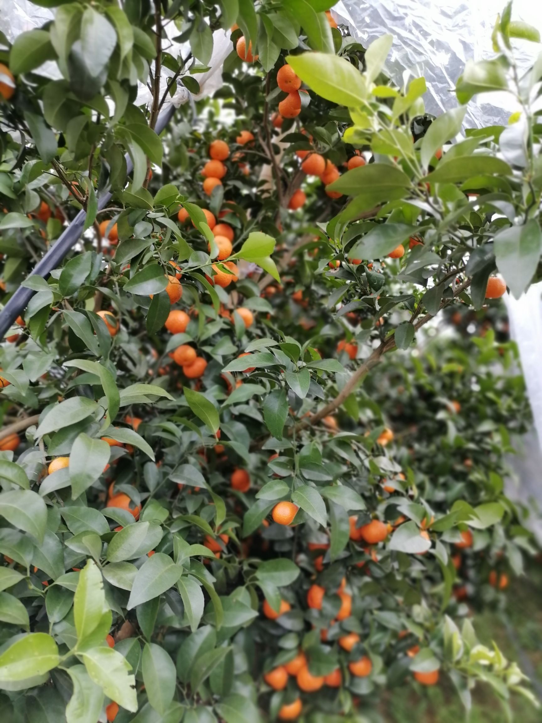  广西优质沙糖桔果皮鲜亮果肉脆甜