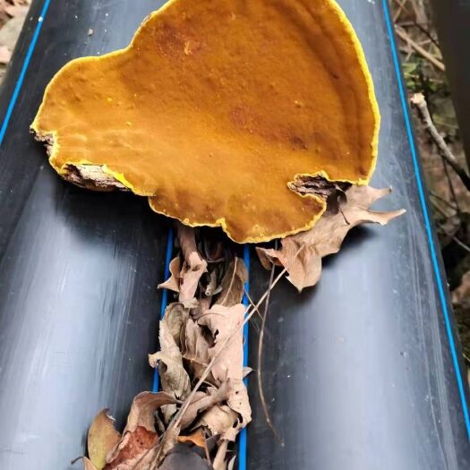 镇坪县 桑黄