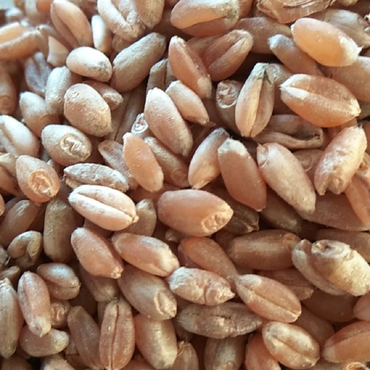 东乌旗普通小麦 小麦。水分安全。质量可靠。