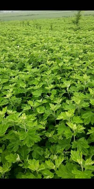 遵化市纯艾草