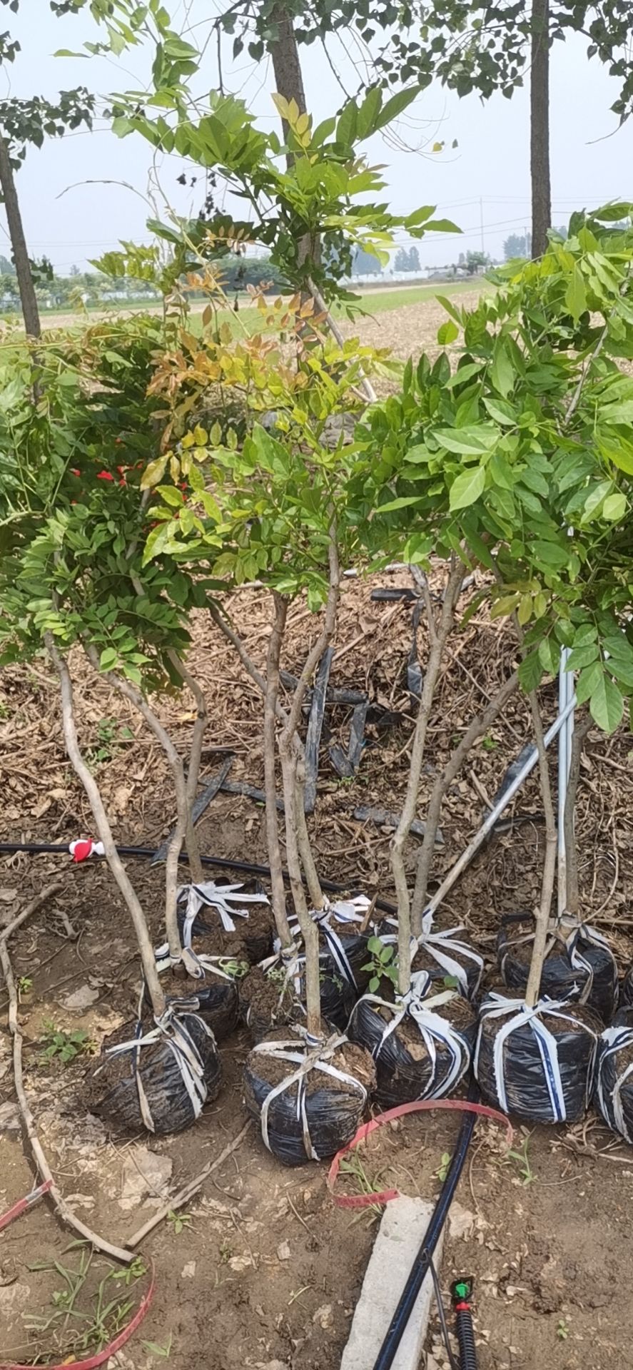 凌霄苗 售各种绿化苗木，地被绿化工程用苗。各种花卉园林绿化工
