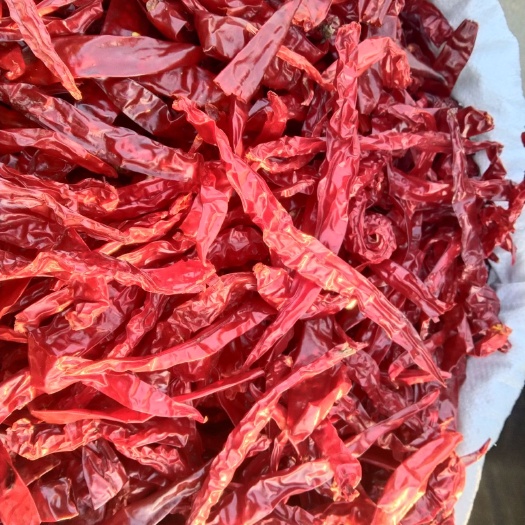 宁陵县二荆条干辣椒 精品二荆条量大从优！