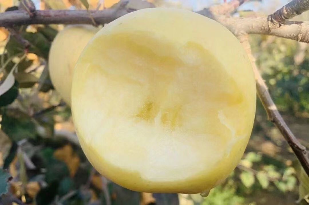 山东黄金奶油富士5斤装  顺丰包邮