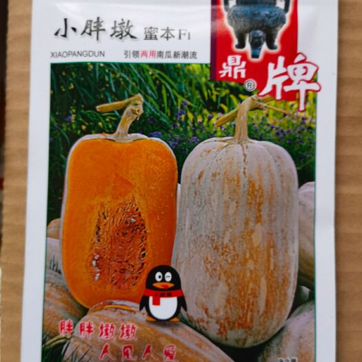 夏邑县鼎牌小胖墩蜜本南瓜种子，嫩瓜老瓜品质均优，口感甜糯