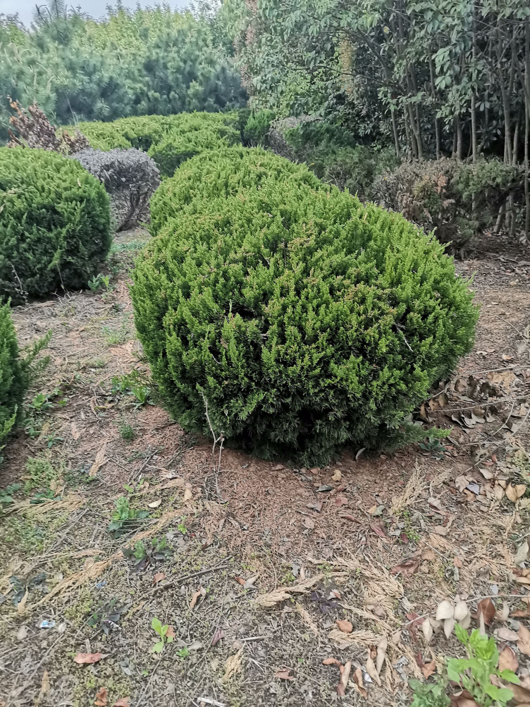 凌霄苗 售各种绿化苗木，地被绿化工程用苗。各种花卉园林绿化工