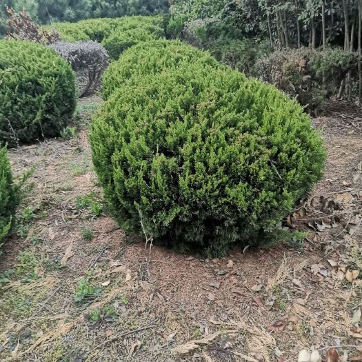 沭阳县凌霄苗 售各种绿化苗木，地被绿化工程用苗。各种花卉园林绿化工