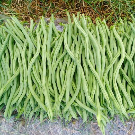 施甸县无筋四季豆 无筋豆