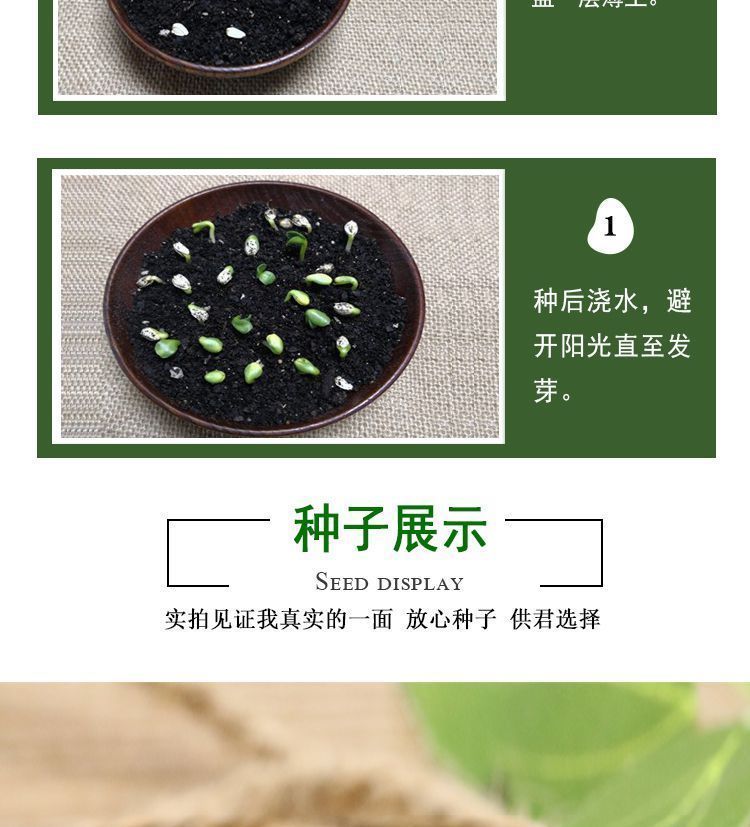香椿种子，发芽率高，叶子可做菜肴口味鲜美，一次种植终身享用