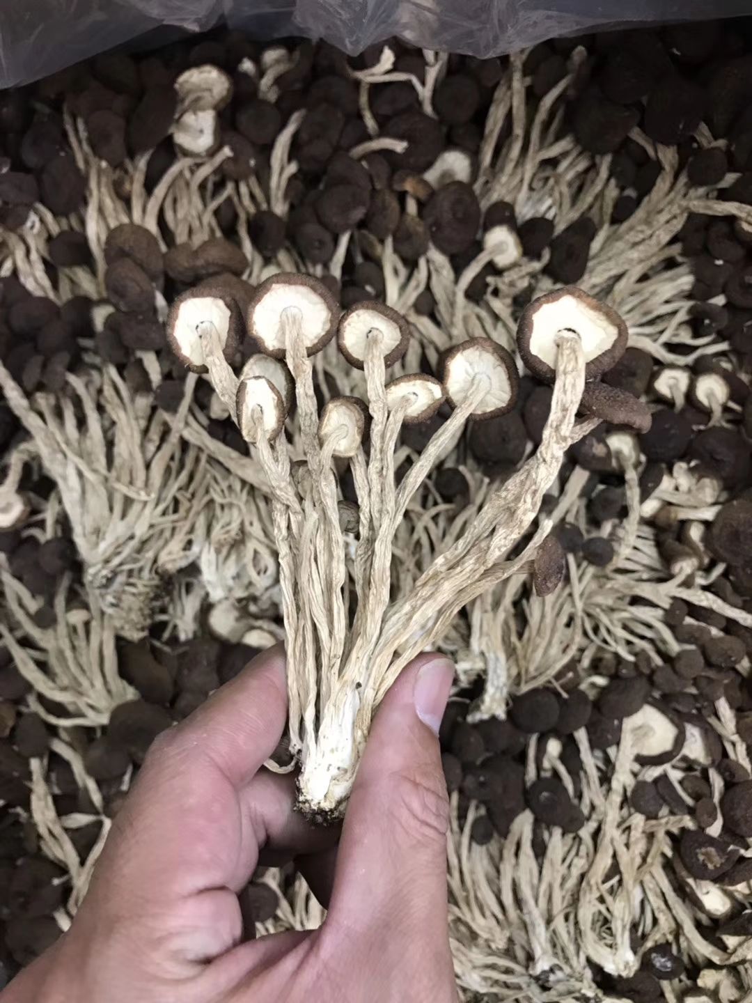 广昌5号茶树菇 江西广昌精选5号茶树菇