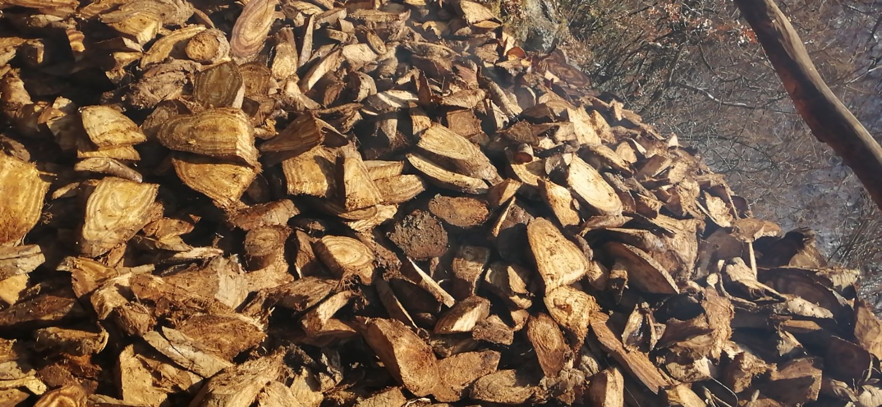 干葛根 葛根