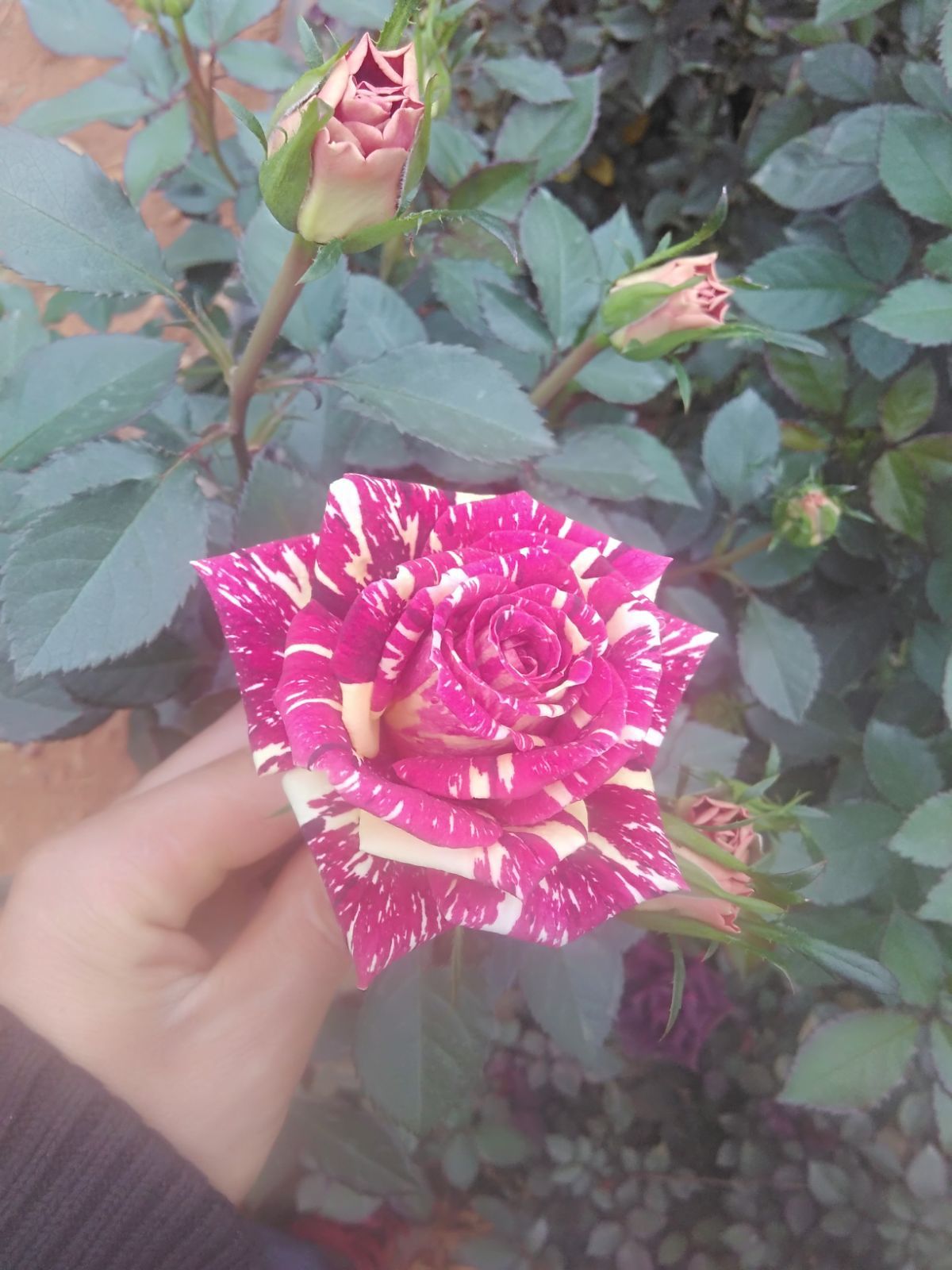 月季苗 流星雨 云南昆明花卉基地直销