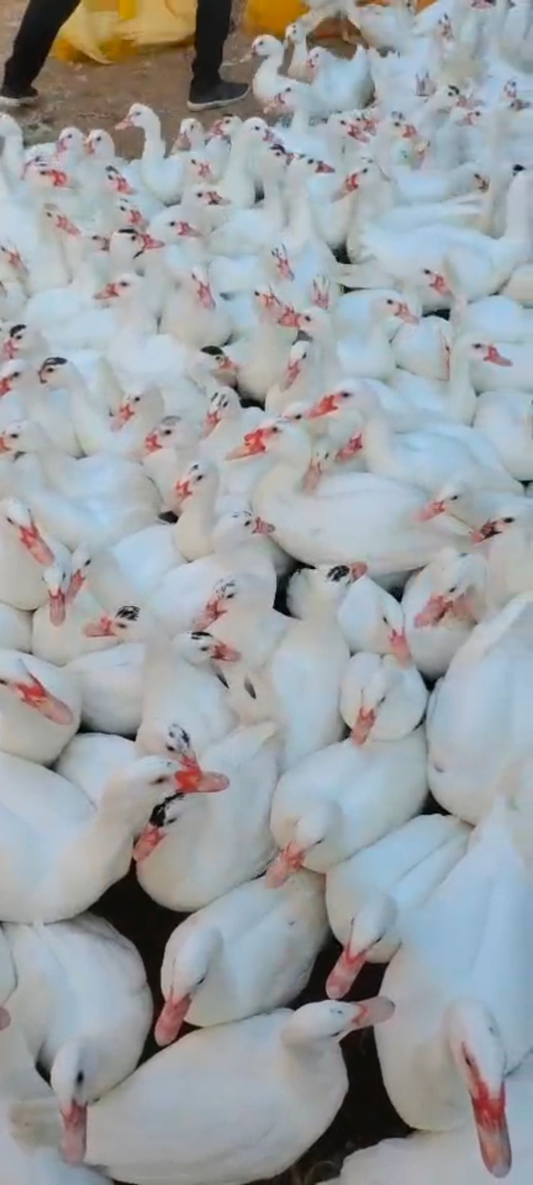 白番鸭母均重5斤，泉州境内免费送货上门