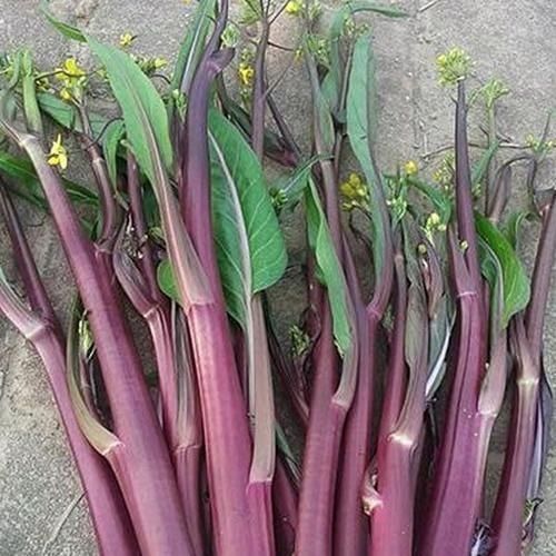 贵阳红油菜