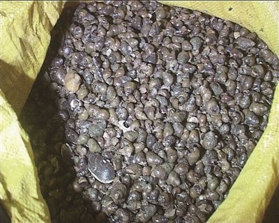 南昌 1.6以上不封顶的螺蛳