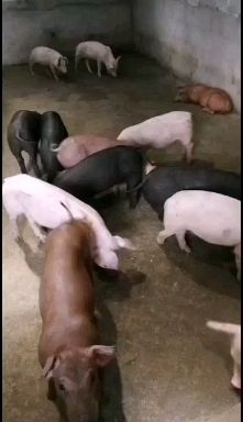 三元仔猪  长期供应优质本地三元猪苗，长白猪苗！