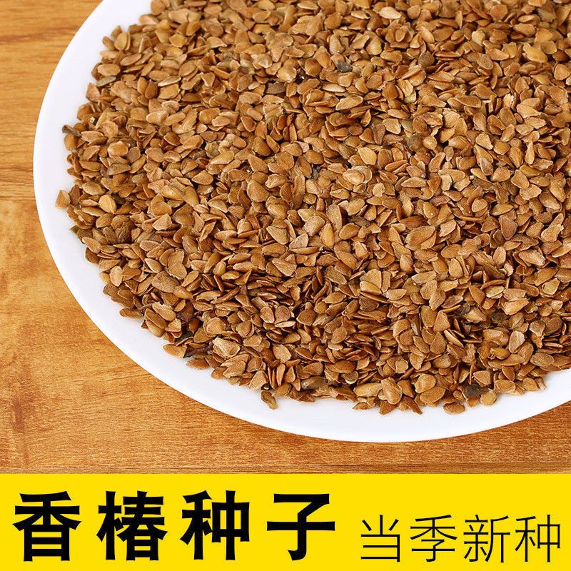 香椿种子，发芽率高，叶子可做菜肴口味鲜美，一次种植终身享用