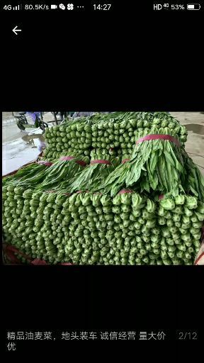 邯郸河北省邯郸市精品油麦菜大量现货，