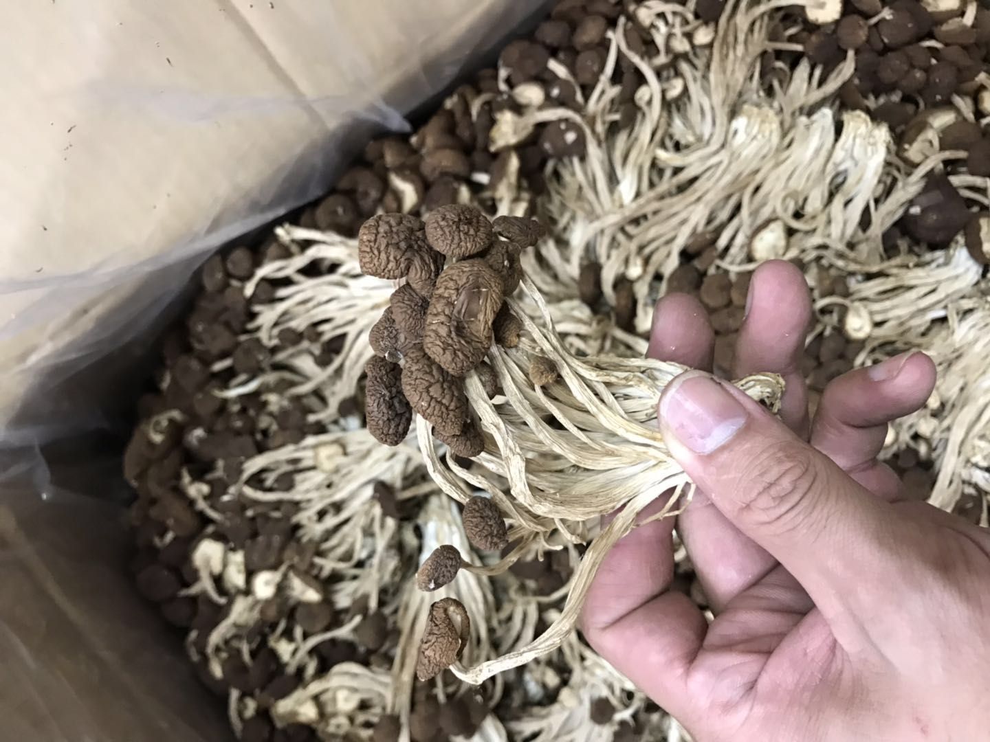 广昌5号茶树菇 江西广昌精选5号茶树菇